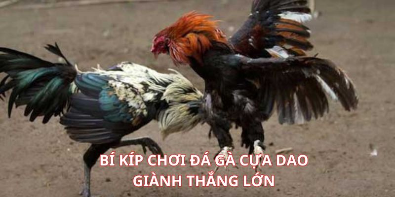 Mẹo vàng để đánh bại đối thủ tại bộ môn đá gà này