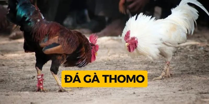 Vì sao nên tham gia đá gà Thomo ngay hôm nay?