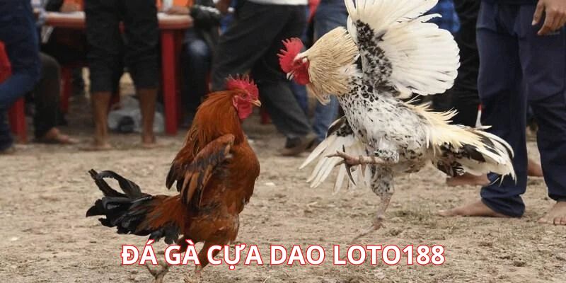 Đá gà cựa dao tại Loto188 bộ môn hấp dẫn người chơi