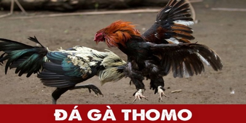 Trực tiếp đá gà Thomo tại Loto188