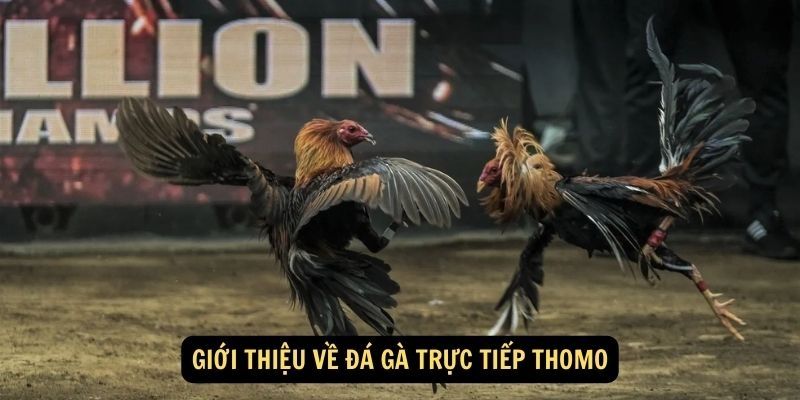 Giới thiệu đá gà Thomo