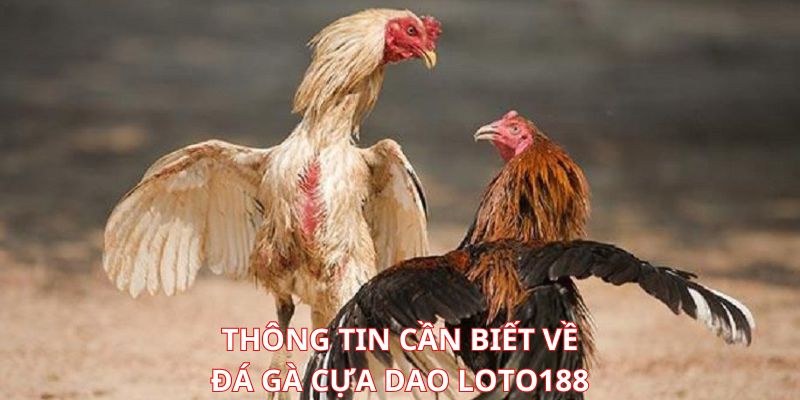 Sơ lược về bộ môn đá gà cựa dao tại Loto188